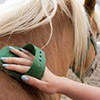 Ló tisztítása, csutakolása a lovas táborban